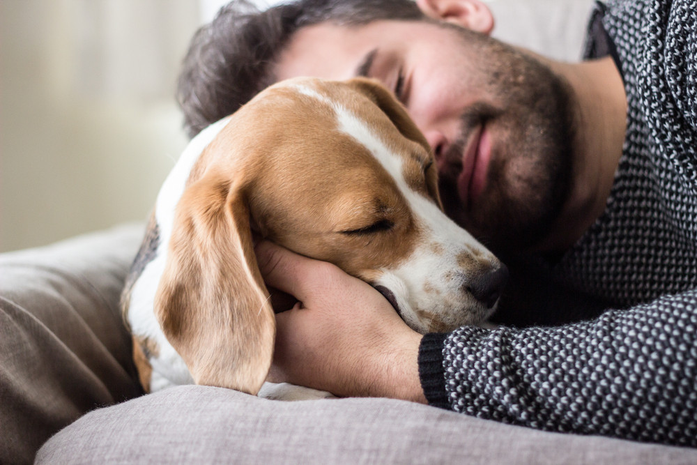 Tier-Channeling und die Sprache der Tiere deuten: Foto: © asiamarangio / shutterstock / #504980047